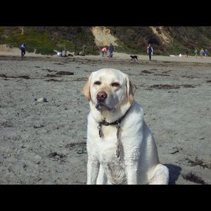 Meet your Posher, Holly